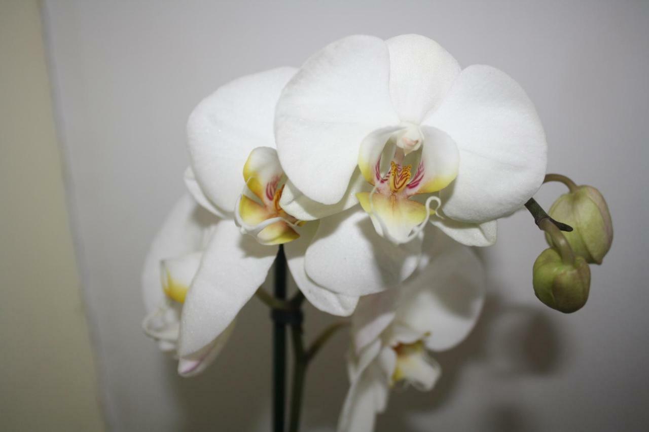 Orchid Cottage Gorges  외부 사진